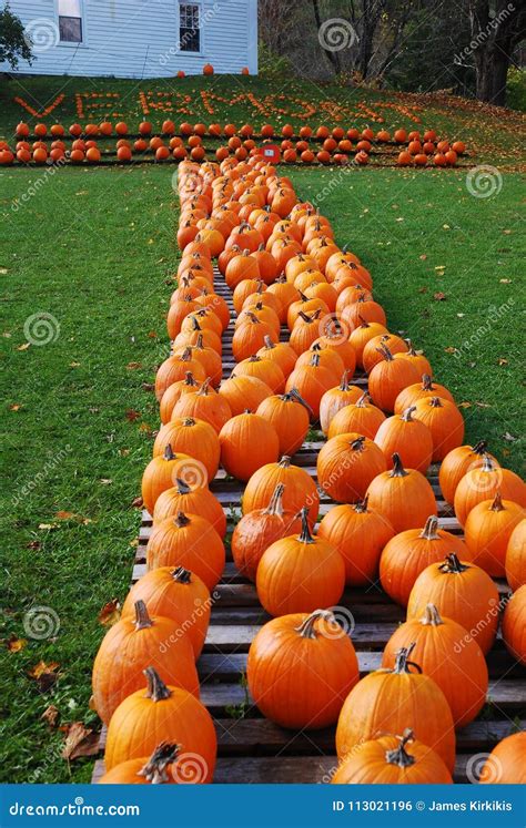 Vermont Pumpkins Stock Photo Image Of America Landscape 113021196