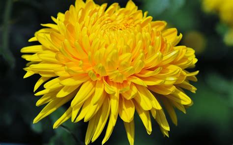 Chrysanthemum 4k Ultra Hd Wallpaper Background Image 4000x3000 Id741657