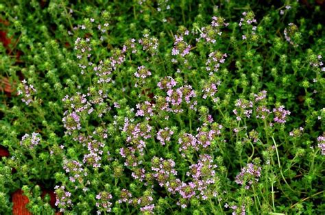 Creeping Thyme Is A Great Ground Cover For Sunny Areas And Pathways