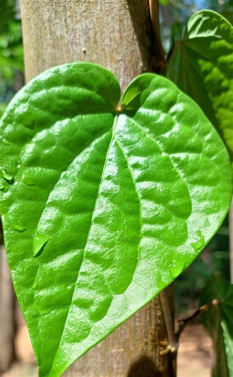 Betel Leaf Amazing Benefits That Blow Your Mind