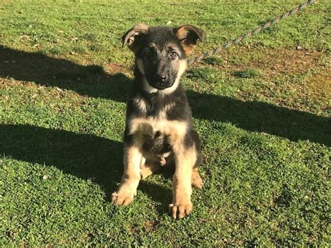 German shepherd german shepherd ready for a new home shipping and delivery available contact me for more information akc registered. German Shepherd Puppy For Sale Near Me