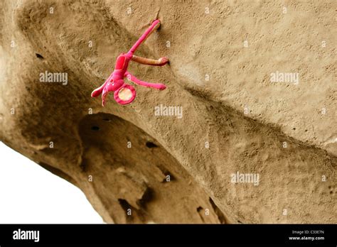 Pink Mouse Toy Dummy Climbing Bouldering In Various Climb Positions