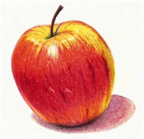 Realistic Apple Drawing Colour