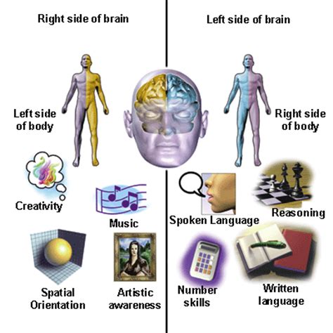 3 otak kanan berfungsi dalam perkembangan eq (emotional quotient), seperti hal persamaan, khayalan, kreativitas, bentuk atau ruang, emosi, musik dan warna. Rahasia Otak Kiri dan Otak Kanan | Rahasia