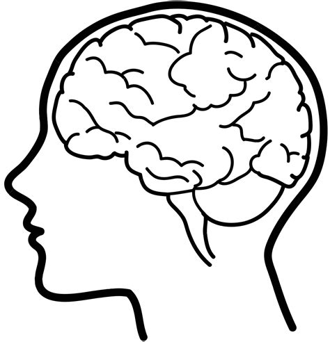 Human Brain Clip Art Brain Png Download 11551200 Free