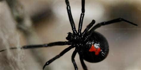 Black Widows Found On Grapes At Supermarkets In Several States Huffpost