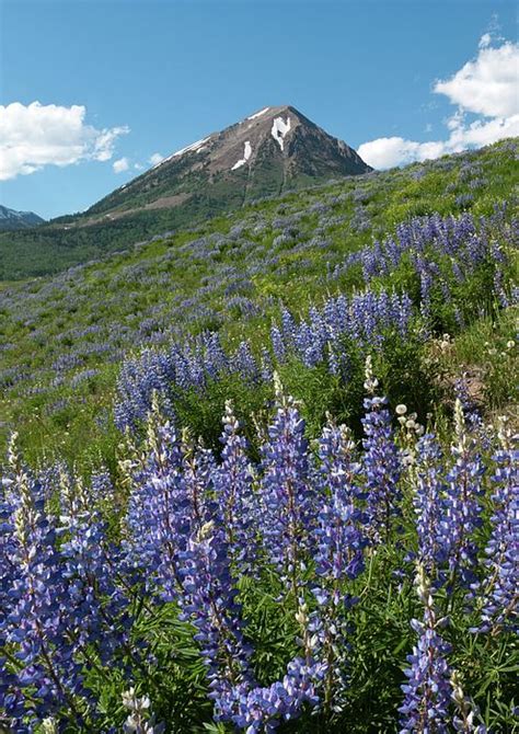Mount Crested Butte Lupine Landscape A Fine Art Mountain Landscape
