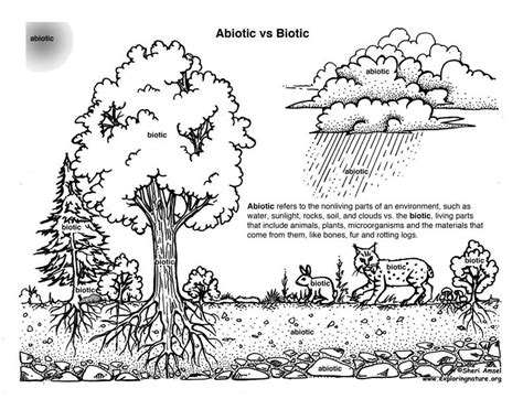 Abiotic Vs Biotic Factors Worksheet Answers Grade Worksheet Printable