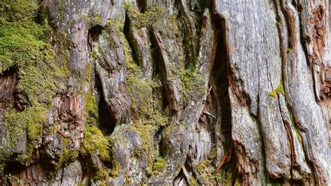 Gran Abuelo W Chile Ma Być Najstarszym Drzewem Na świecie Według Badań Rośnie Od Ponad 5 Tys