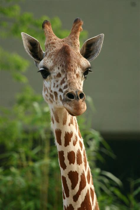 Giraffe Animals Photo 172255 Fanpop
