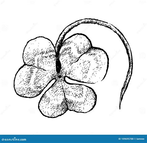 Hand Drawn Of Three Leaf Clovers On White Background Stock Vector