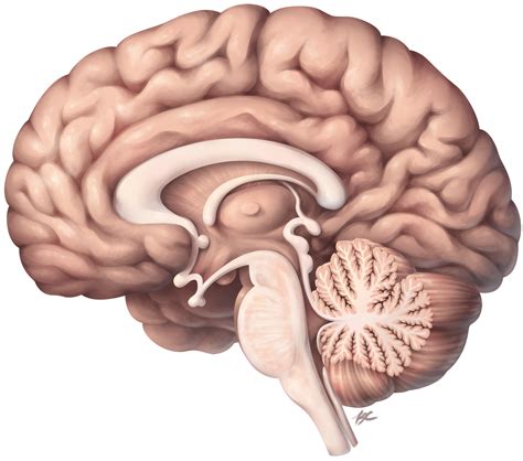 Lateral And Sagittal Views Of The Brain — B Cheung Biomedical