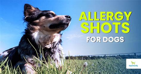 Are Allergy Shots Safe For Dogs