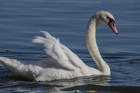White Swan On The Lake Free Stock Photo Public Domain Pictures
