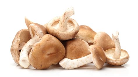 Mushroom Season In Bc 5 Types You Should Know British Columbia