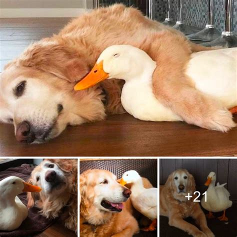 Golden Retriever Barclay Forges An Unbreakable Bond With A Duck