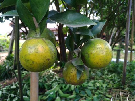 Researchers Find Possible Answer To Citrus Greening Modern Farmer