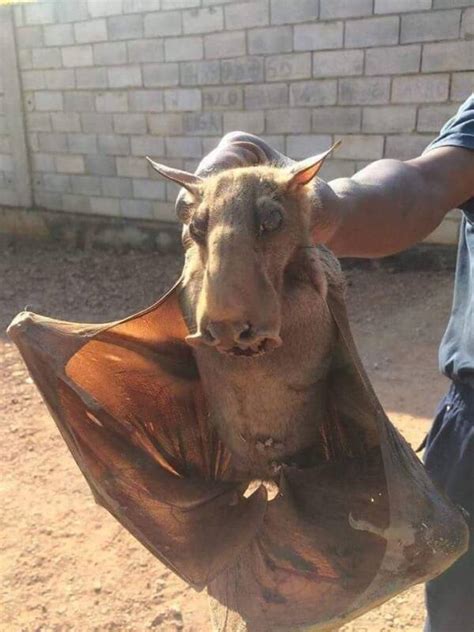 Meet The Hammer Headed Bat The Largest Megabat In Africa