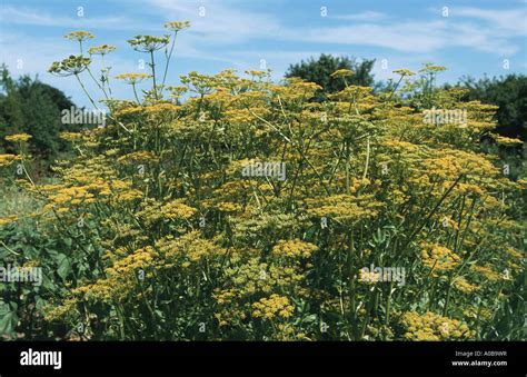 Wild Parsnip Pastinaca Sativa Blooming Stock Photo Alamy