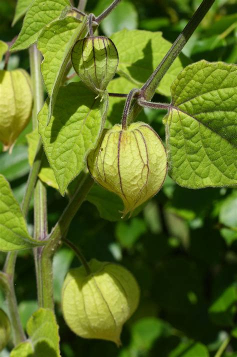 Primarily due to its nutritional composition and biologically active. 66 Square Feet (Plus): Growing Cape gooseberries