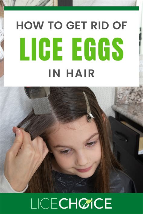 Lice Eggs Nits A Complete Guide With Answers To All Your Questions