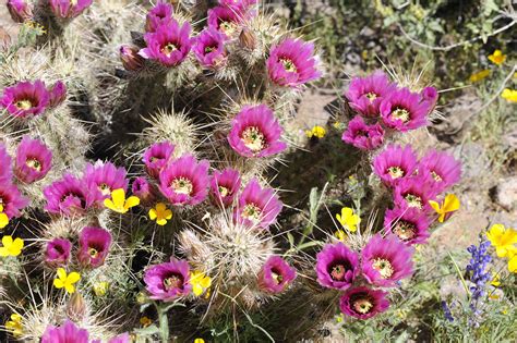 Free Picture Flowering Barrel Cacti Wildflowers Desert