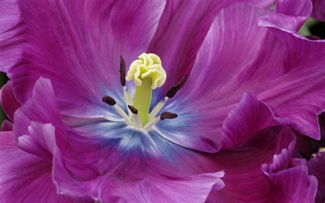 Close Up Of A Purple Tulip Wallpapers And Images Wallpapers Pictures