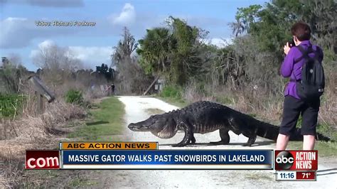 Canadian Couple Get Close Up Look At Massive Gator In Lakeland