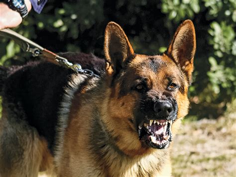 The Top 20 Guard Dogs In The World
