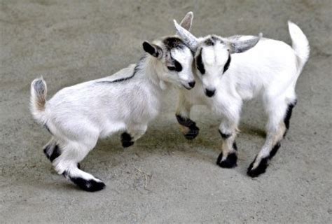 Baby Goats Jumping At Each Other Baby Goats Animals Cute Animals