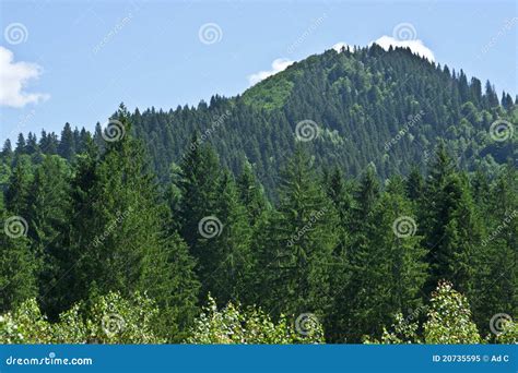 Floresta Conífera Na Montanha Foto De Stock Royalty Free Imagem 20735595