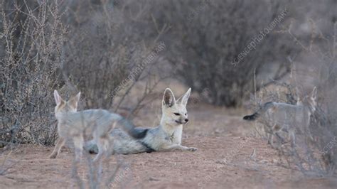 Cape Fox Adult With Kit Stock Video Clip K0098056 Science Photo
