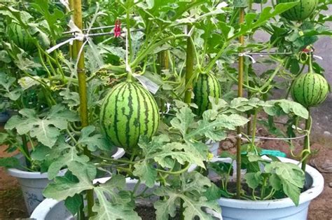 How To Grow Watermelon In Pot Vertically Mahagro