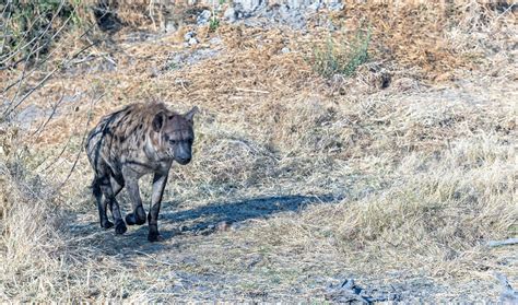 Spotted Hyena Okavango Delta Botswana Trouvaille Blue Flickr