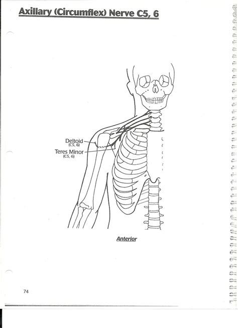 Axillary Nerve Human Muscle Anatomy Human Anatomy And Physiology