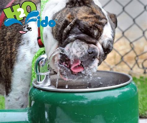 Low Profile Dog Drinking Fountain By H2o Fido Dog Park Equipment Dog