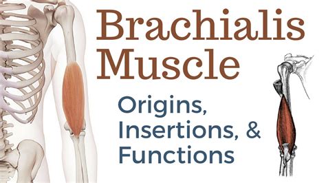 Brachioradialis Muscle Action
