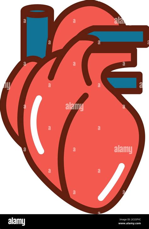 Cuerpo Humano Venas Del Corazón Anatomía Línea Y Relleno De Salud Del