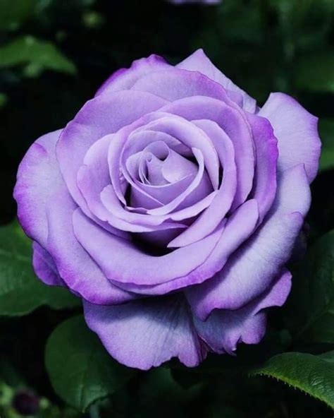 Beautiful Rose Flowers Flowers Nature Amazing Flowers Lavender Roses