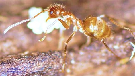 Crazy Ants Invade Southern States Altering Ecosystem