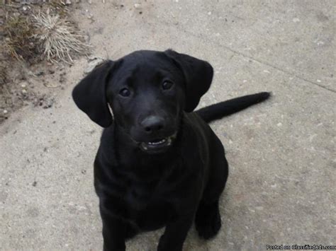 Purebred Black Lab Puppies For Sale Price 30000 For Sale In