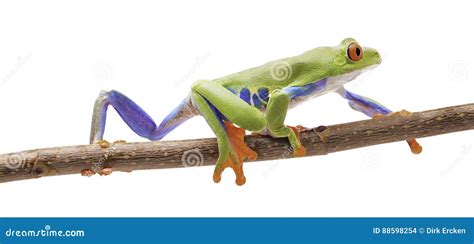 Red Eyed Tree Frog Crawling On A Twig Stock Photo Image Of Nature