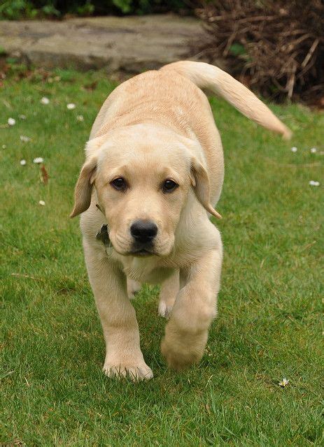 Click On Photo To Read Labrador Puppy Training Tips You Need To Know