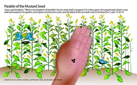 Parable Of The Mustard Seed Matt 1331 32 Seed Craft Mustard Seed