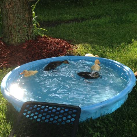 Diy Duck House With Pool Do Ducks Need A Pond Duck Pond Ideas The