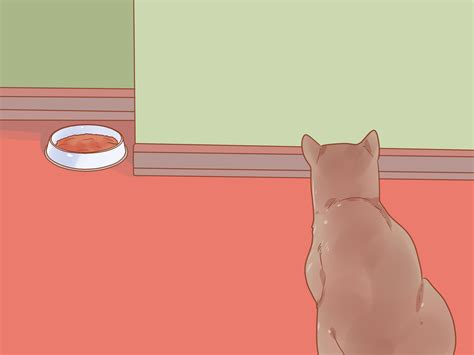 4 ways to put your cat on a diet wikihow
