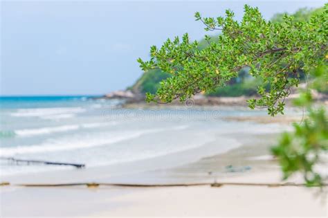 Tree Branch Over Beach Stock Image Image Of Outdoor 30618171