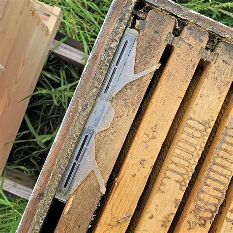 Best Hive Beetle Traps For Your Beehives