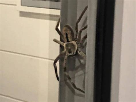 Giant Australian House Spider