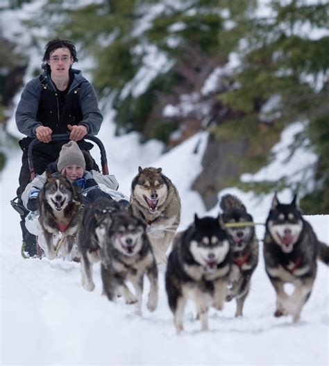 Dog Sled 2 Biological Science Picture Directory